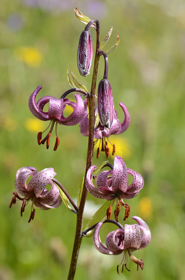 Lilium martagon / Giglio martagone